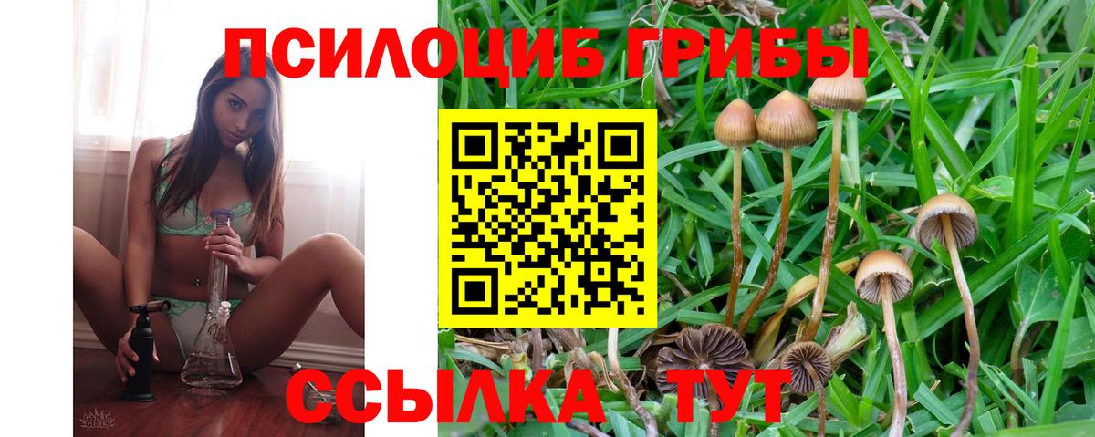 Псилоцибиновые грибы Psilocybine cubensis  Балабаново  Галлюциногенные грибы мухоморы 
